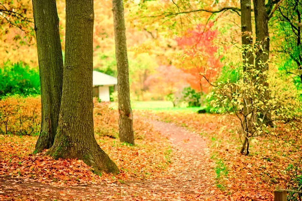 Chemin dans le parc d'automne parsemé de feuilles tombées . — Photo