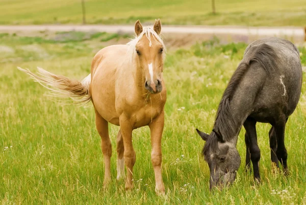 Horses grazing in a field — Stock Photo, Image