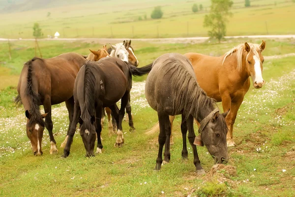 Horses grazing in a field — Stock Photo, Image
