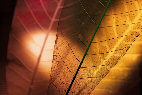 Karkassen van de bladeren aan het licht. — Stockfoto