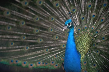 Peacock courtship clipart