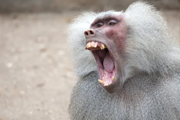 Μπαμπουίνος μαϊμού — Φωτογραφία Αρχείου