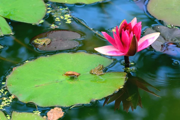 stock image Water lilies and lotus