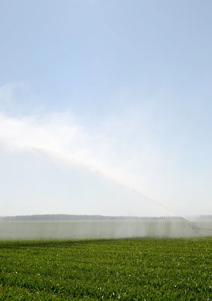 フィールドを灌漑 — ストック写真