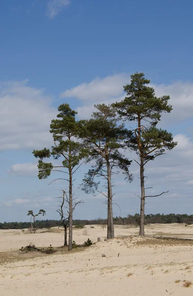 stock image Three firs on a drft-sand