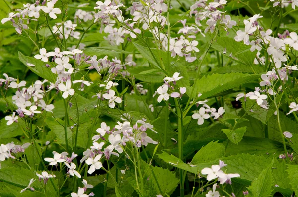 Lunaria annua