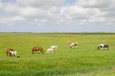 at üzerinde bir çayır Texel