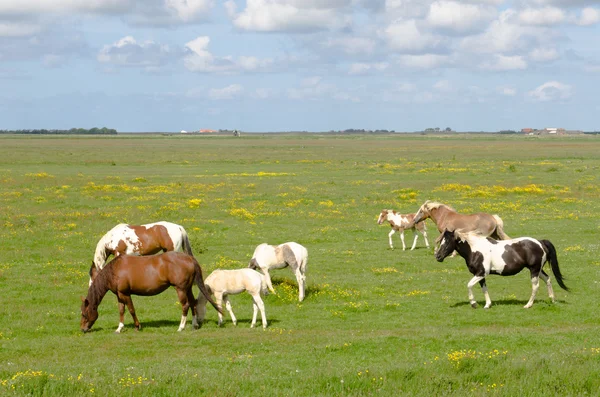 at üzerinde bir çayır Texel