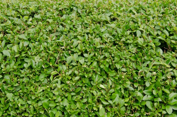 stock image Hedge of evergreen