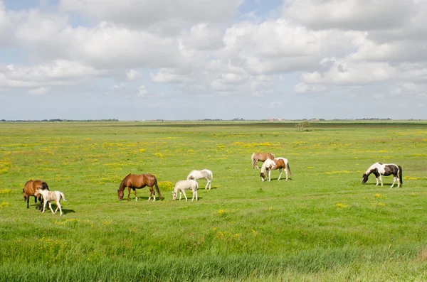 Horses on a meadow on Texel — Stock Photo, Image
