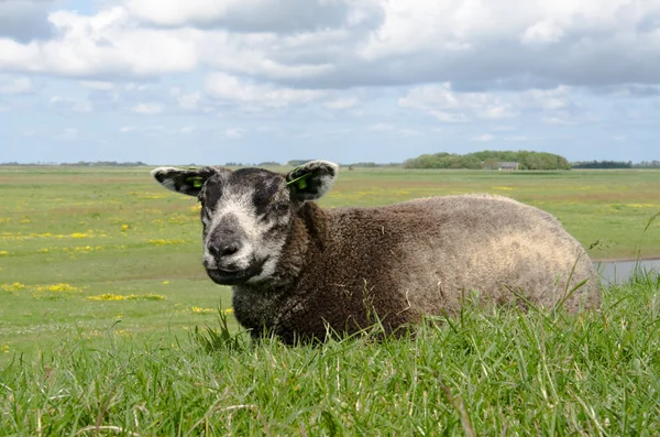 Овцы на дамбе на Текселе — стоковое фото