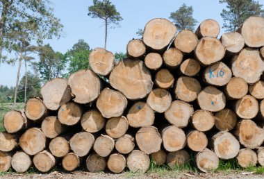 Pile of logs clipart