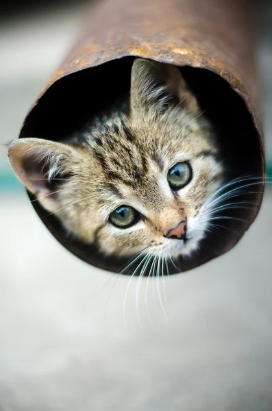 在管道中的小猫 — 图库照片
