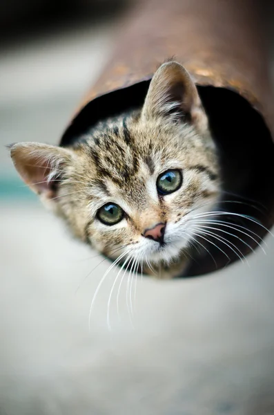 Funny kitten inside of pipe — Stock Photo, Image