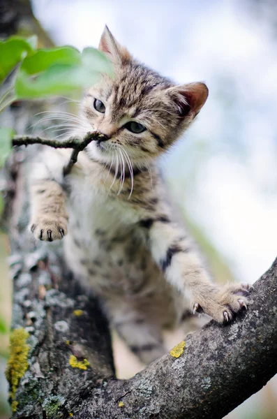 Kleine kat op de boom — Stockfoto