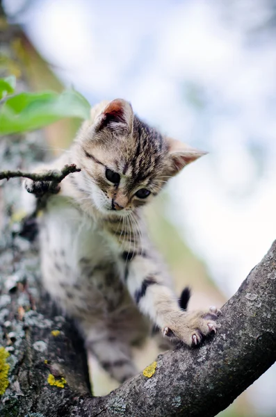 在树上的小猫 — 图库照片