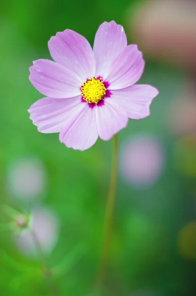 stock image Pink flowers