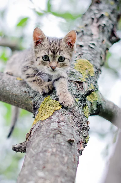 Маленький кіт на дереві — стокове фото