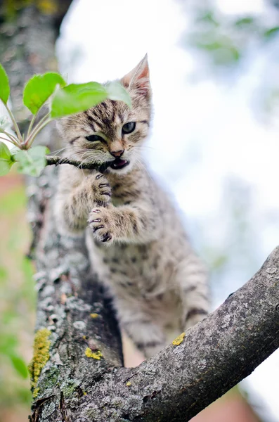 Piccolo gatto sull'albero — Foto Stock
