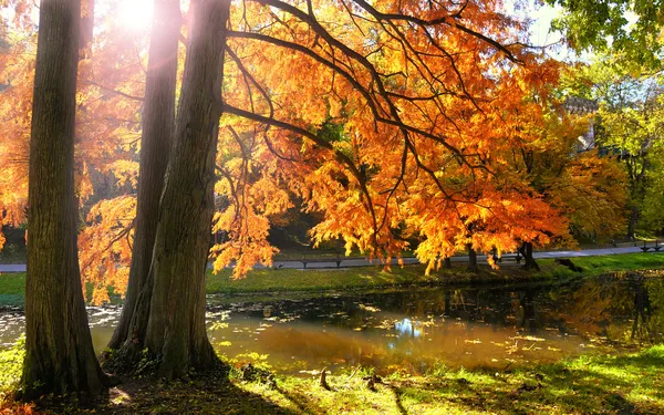 Bosque de otoño al atardecer. — Foto de Stock