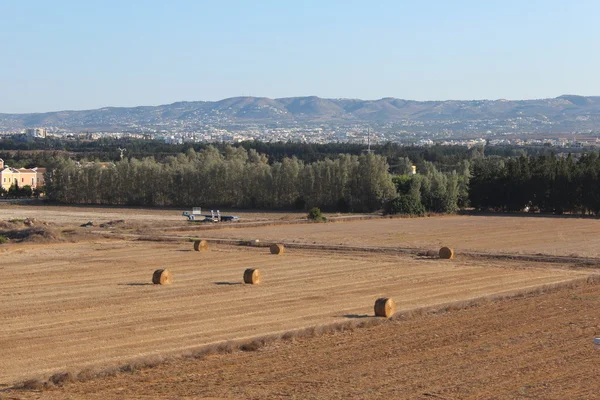 stock image Field in autumn