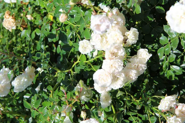 stock image Rose bush