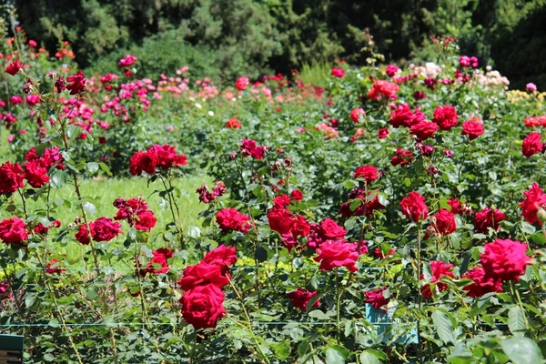 stock image Rose bush