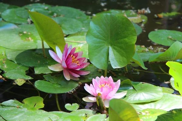 stock image Water lily