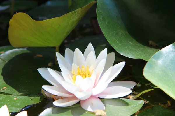 Stock image Water lily