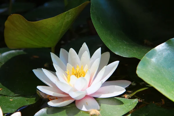 stock image Water lily