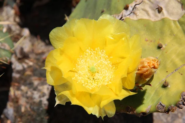 stock image A cactus flower