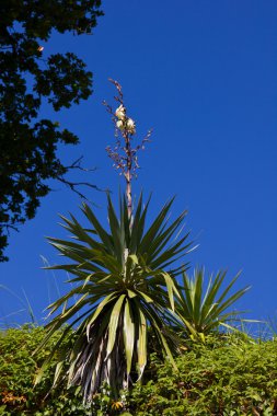 Morbihan Körfezi - flora