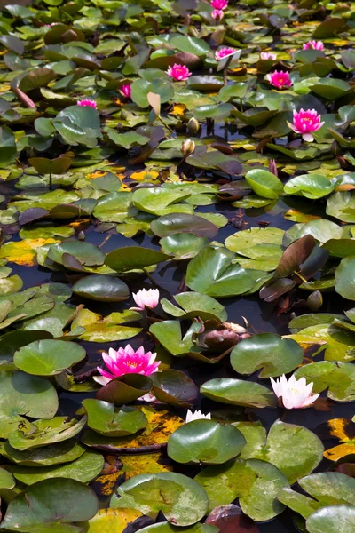 stock image Water lilies