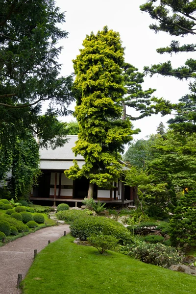 Albert Han - Japon bahçesi — Stok fotoğraf