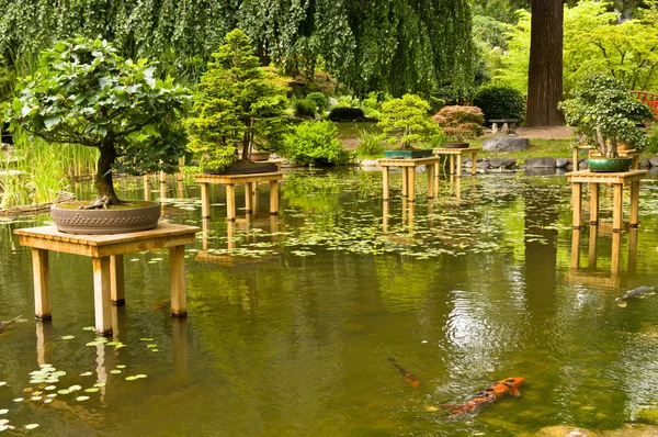 Pond with bonsai — Zdjęcie stockowe