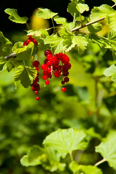 Ліс червоні фрукти — стокове фото