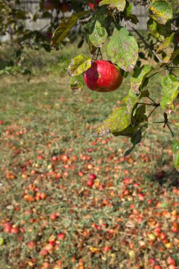 Ecological apple tree clipart