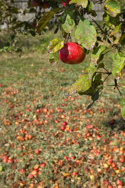 stock image Ecological apple tree