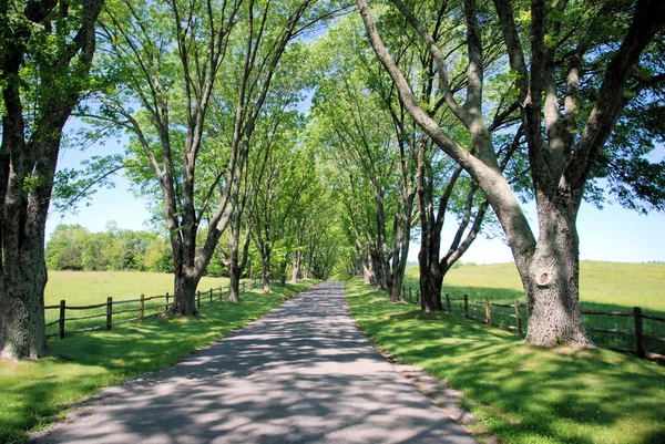 Tree Line — Stock Photo, Image