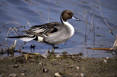 Kuzey pintail