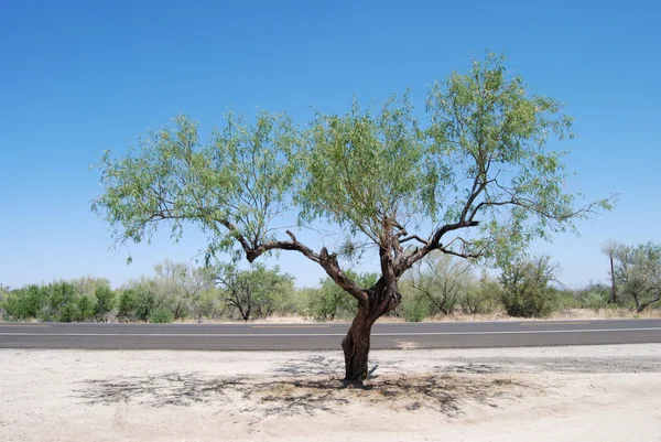 Stock image Little Shade