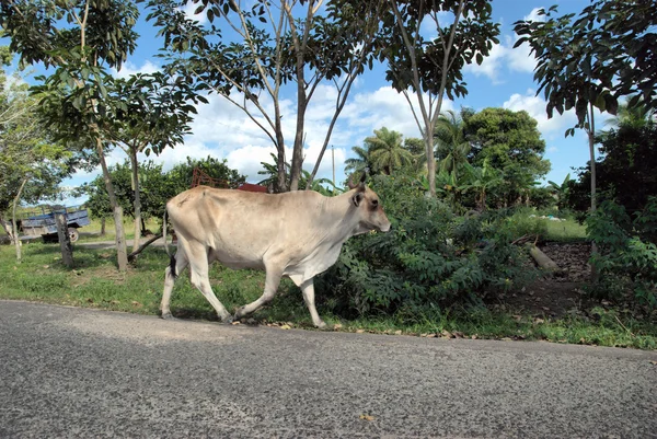 パナマの雄牛 — ストック写真