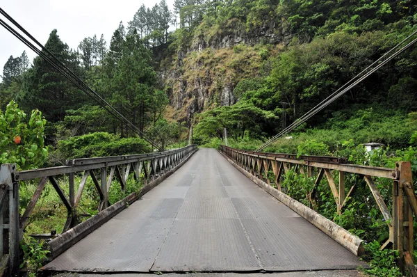 stock image Bridge Into the Rain Forest