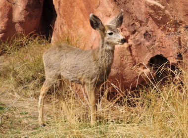 Mule Deer Fawn clipart