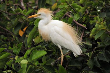 Cattle Egret clipart