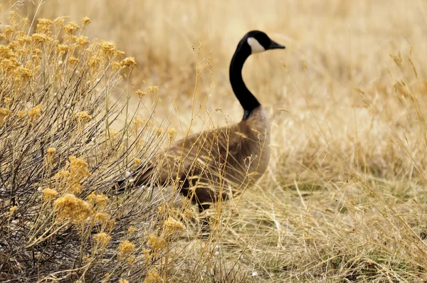 Lonely Goose — Stock Photo, Image