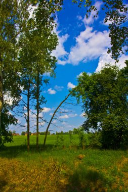 Trees, sky clipart