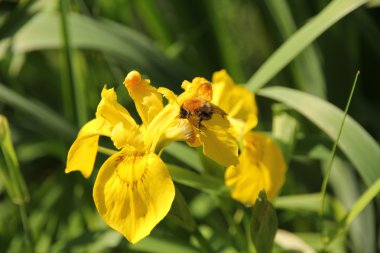 Iris ve yaban arısı