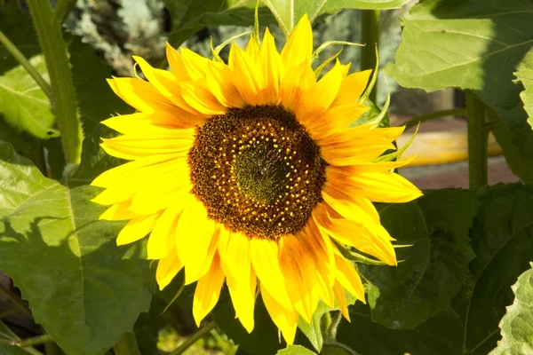 stock image A beautiful sunflower