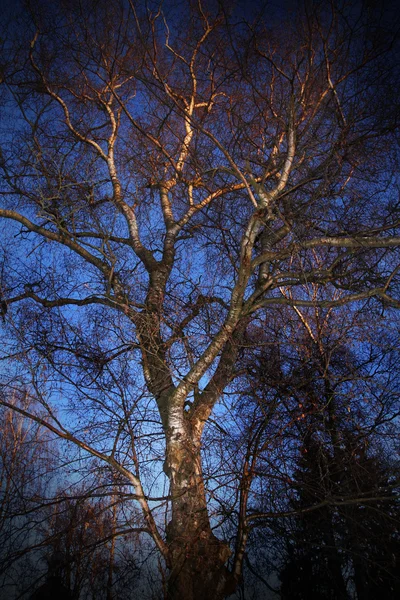 Drzewo w zachodzie słońca — Zdjęcie stockowe